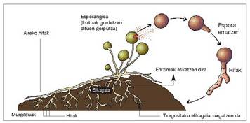1. Irudia: Rhizopus onddoaren kolonia baten ernetzea eta hazkundea.<br>